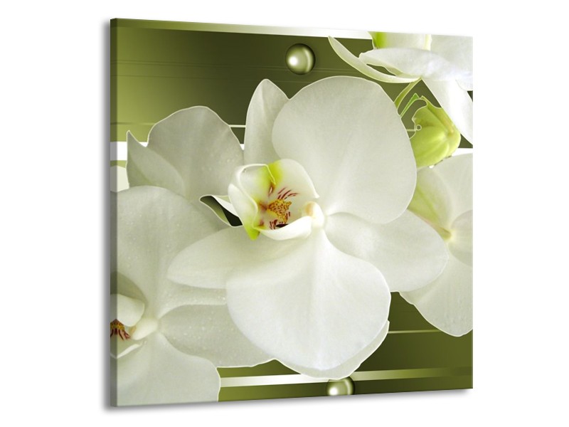 Canvas schilderij Orchidee | Groen, Wit | 70x70cm 1Luik