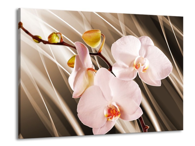 Canvas schilderij Orchidee | Bruin, Roze | 100x70cm 1Luik