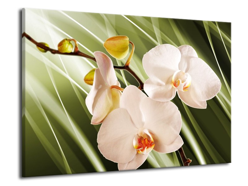 Canvas schilderij Orchidee | Groen, Roze, Wit | 70x50cm 1Luik