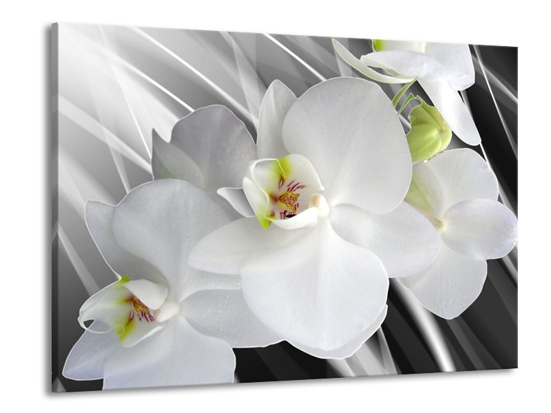 Canvas schilderij Orchidee | Wit, Grijs, Groen | 100x70cm 1Luik