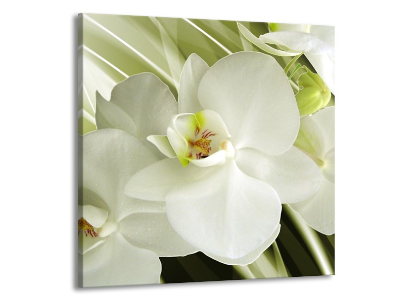 Glas schilderij Orchidee | Groen, Wit | 70x70cm 1Luik