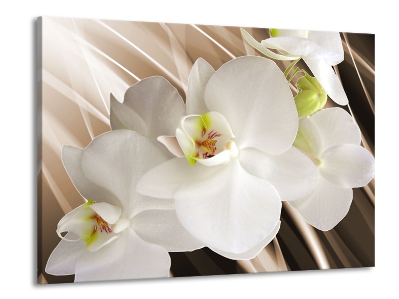 Canvas schilderij Orchidee | Wit, Bruin | 100x70cm 1Luik
