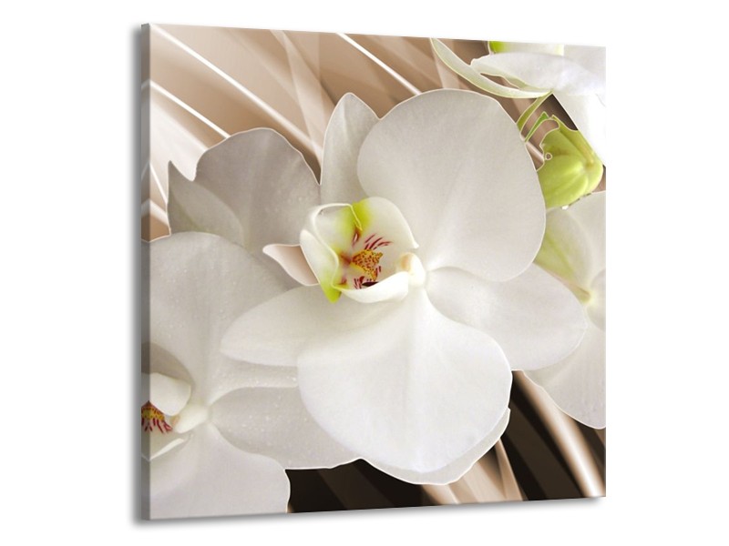 Glas schilderij Orchidee | Wit, Bruin | 50x50cm 1Luik