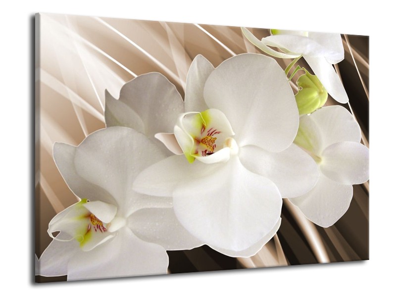 Canvas schilderij Orchidee | Wit, Bruin | 70x50cm 1Luik