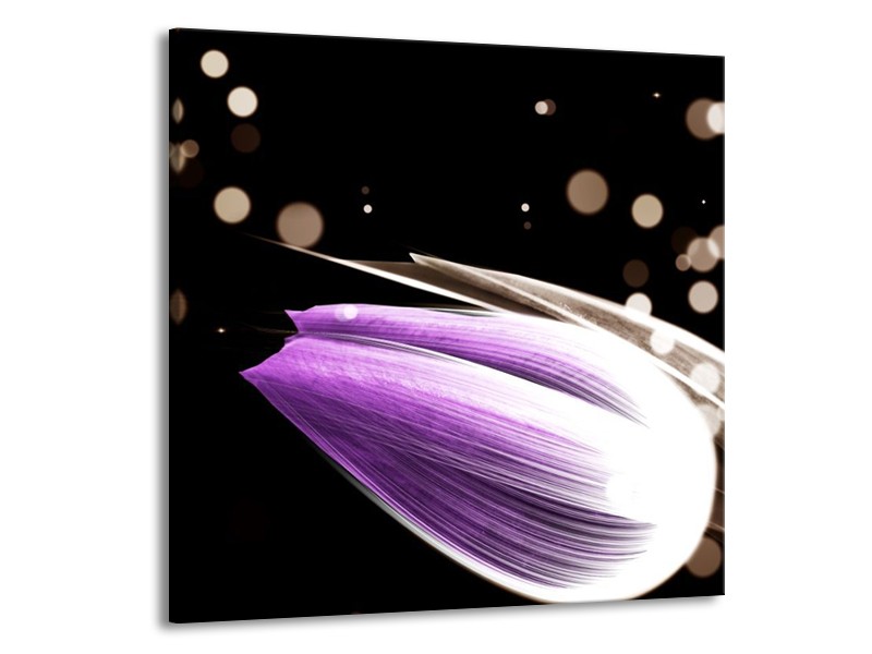 Canvas schilderij Tulp | Paars, Zwart | 50x50cm 1Luik