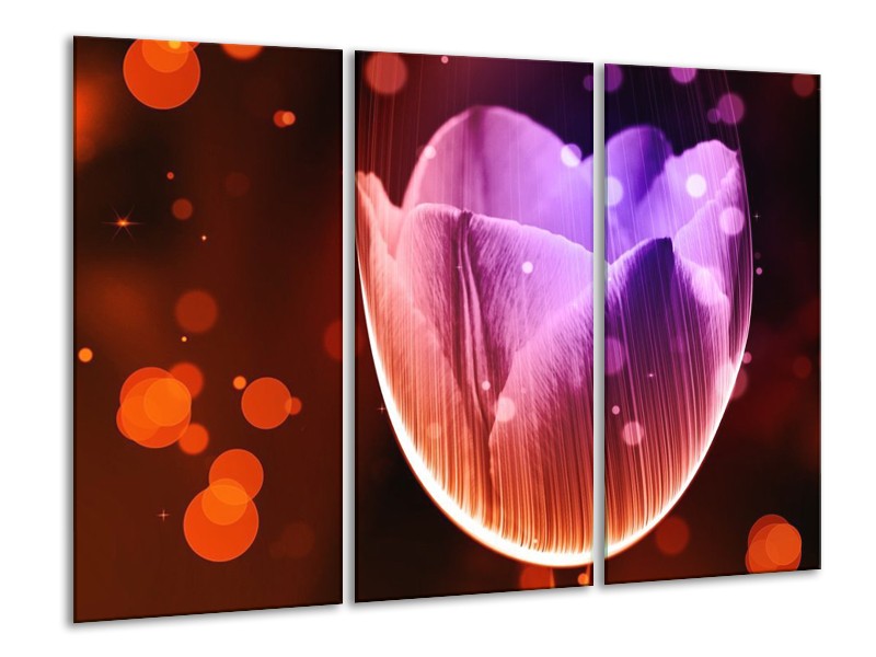 Canvas schilderij Tulp | Paars, Rood | 120x80cm 3Luik