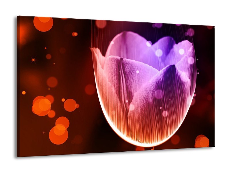 Canvas schilderij Tulp | Paars, Rood | 140x90cm 1Luik