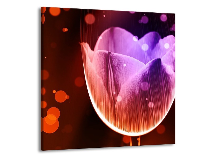 Canvas schilderij Tulp | Paars, Rood | 50x50cm 1Luik