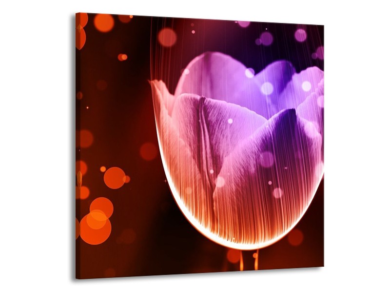 Canvas schilderij Tulp | Paars, Rood | 70x70cm 1Luik