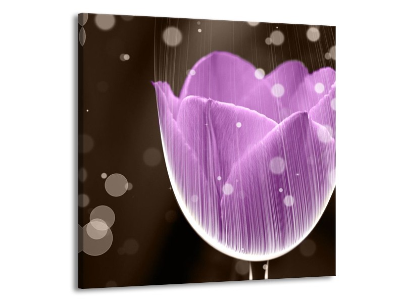 Canvas schilderij Tulp | Paars, Bruin | 50x50cm 1Luik