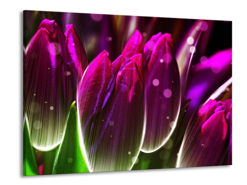 Canvas schilderij Tulp | Paars, Groen | 100x70cm 1Luik