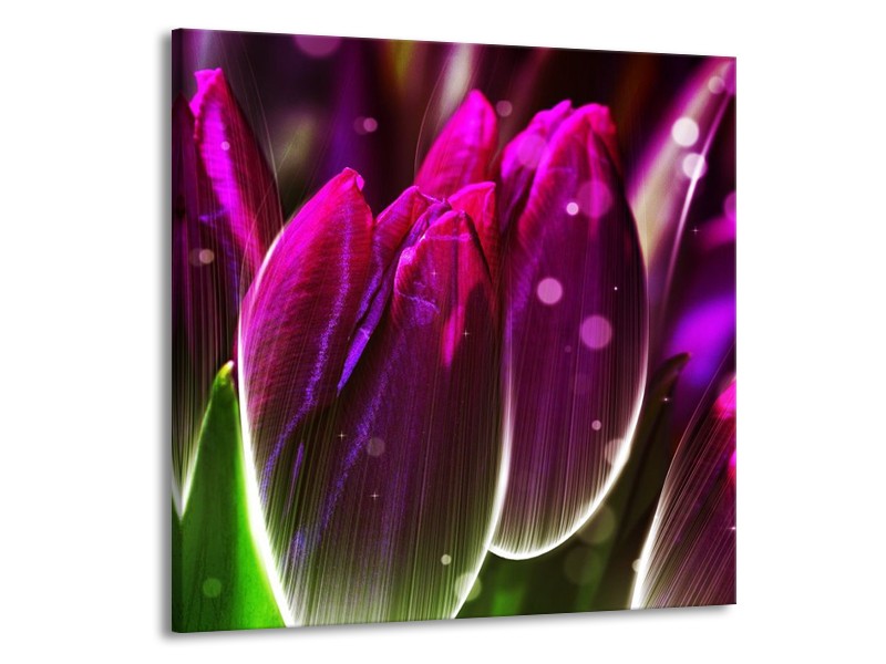 Canvas schilderij Tulp | Paars, Groen | 50x50cm 1Luik