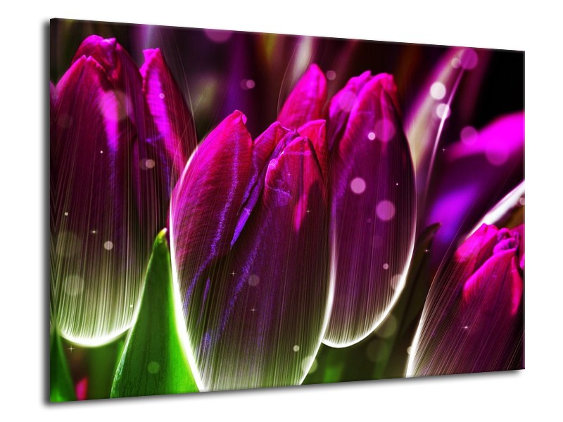 Canvas schilderij Tulp | Paars, Groen | 70x50cm 1Luik