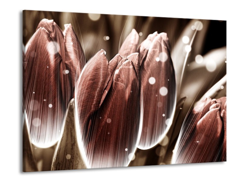 Canvas schilderij Tulp | Bruin, Wit | 100x70cm 1Luik