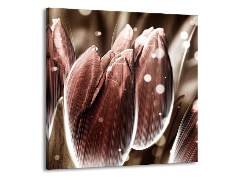 Canvas schilderij Tulp | Bruin, Wit | 50x50cm 1Luik