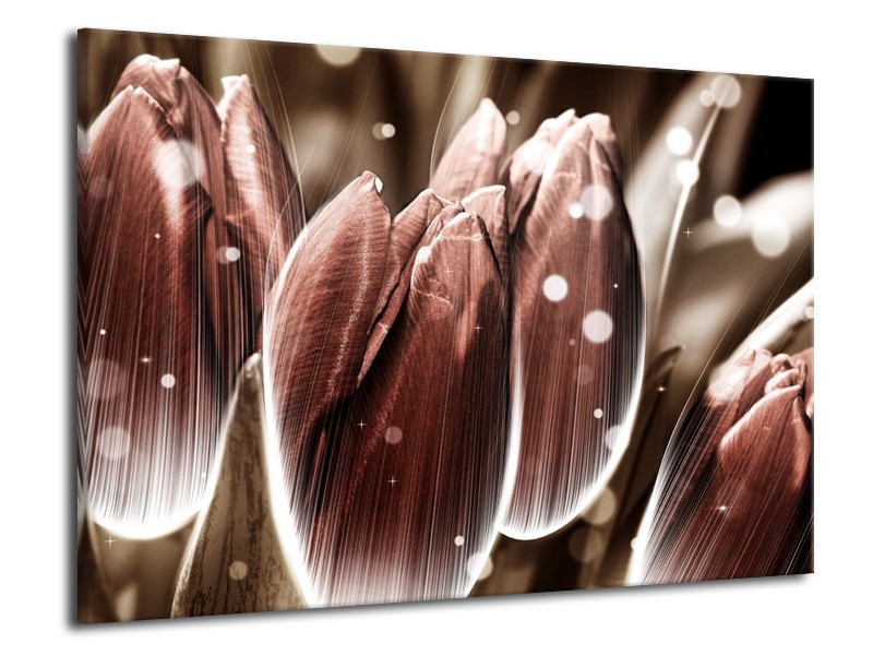 Canvas schilderij Tulp | Bruin, Wit | 70x50cm 1Luik