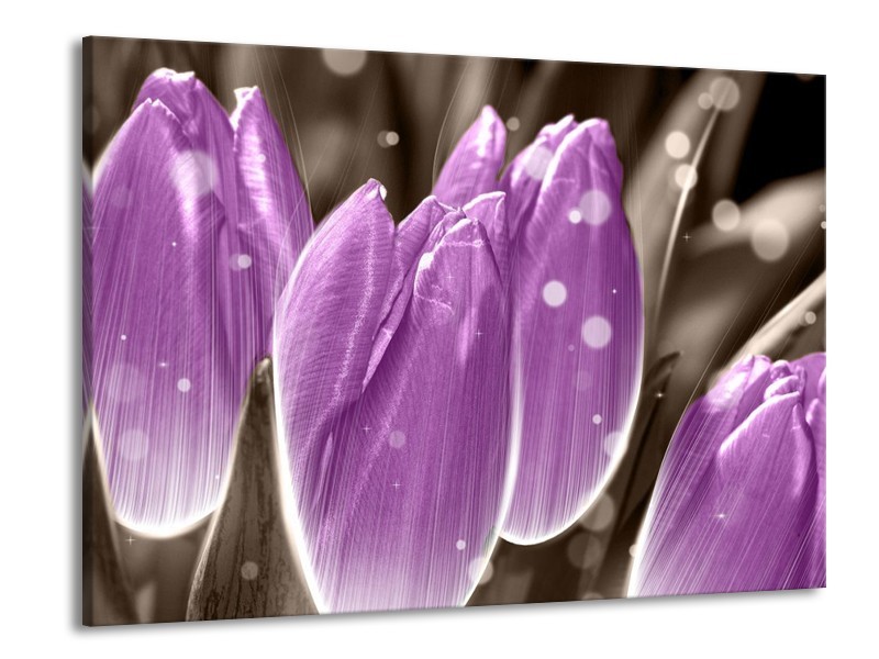 Canvas schilderij Tulp | Paars, Grijs | 100x70cm 1Luik
