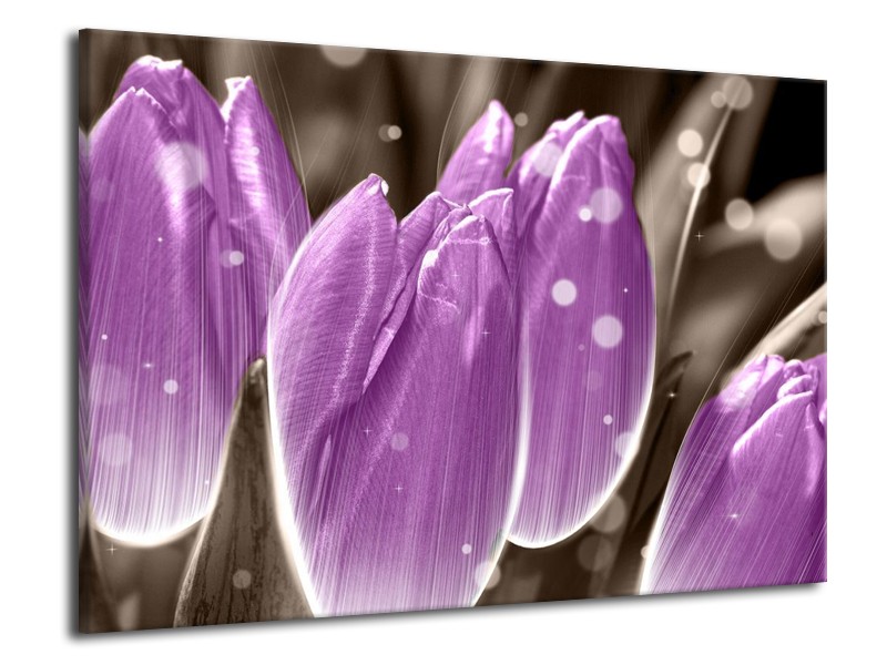 Canvas schilderij Tulp | Paars, Grijs | 70x50cm 1Luik