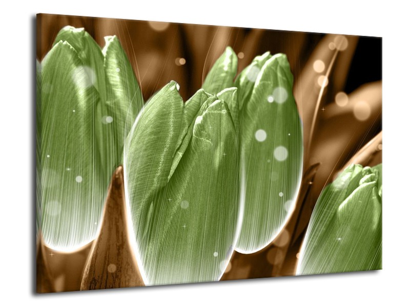 Canvas schilderij Tulp | Groen, Bruin | 70x50cm 1Luik
