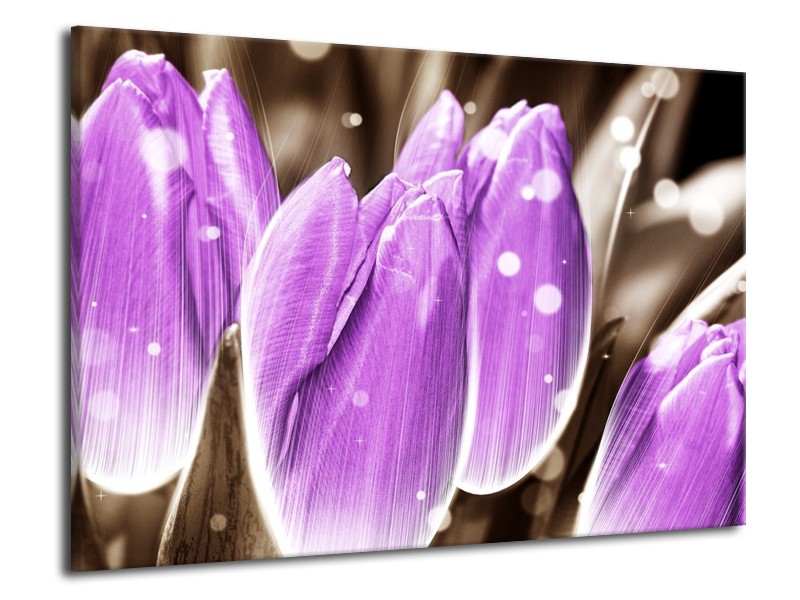 Canvas schilderij Tulp | Paars, Grijs | 70x50cm 1Luik