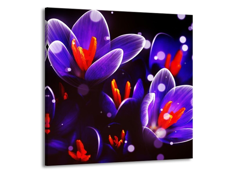 Canvas schilderij Krokus | Oranje, Blauw, | 50x50cm 1Luik