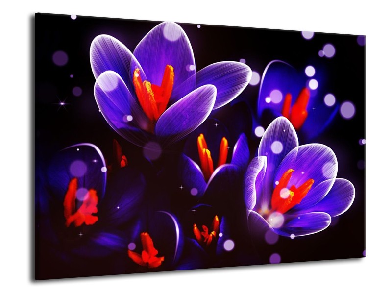 Canvas schilderij Krokus | Oranje, Blauw, | 70x50cm 1Luik