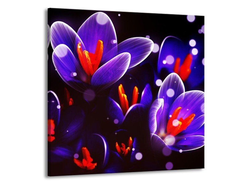 Canvas schilderij Krokus | Oranje, Blauw, | 70x70cm 1Luik