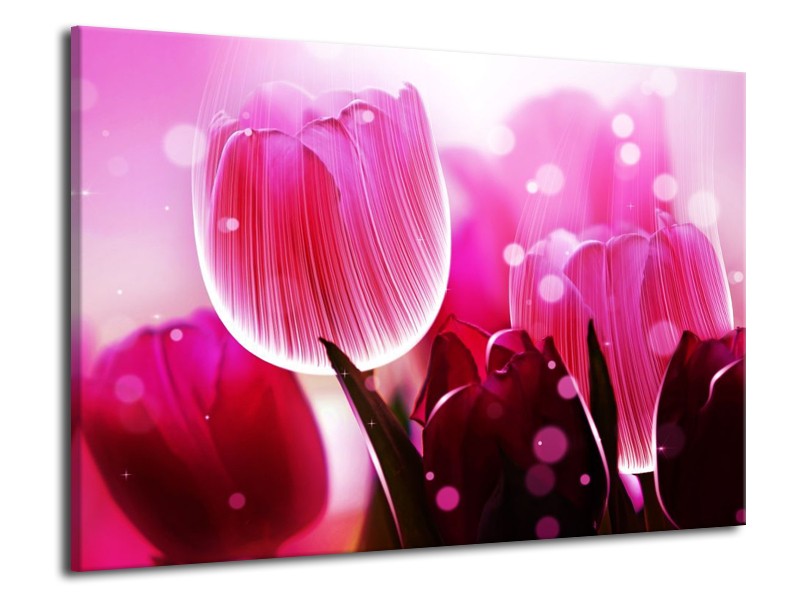 Canvas schilderij Tulp | Roze, Wit, Grijs | 70x50cm 1Luik