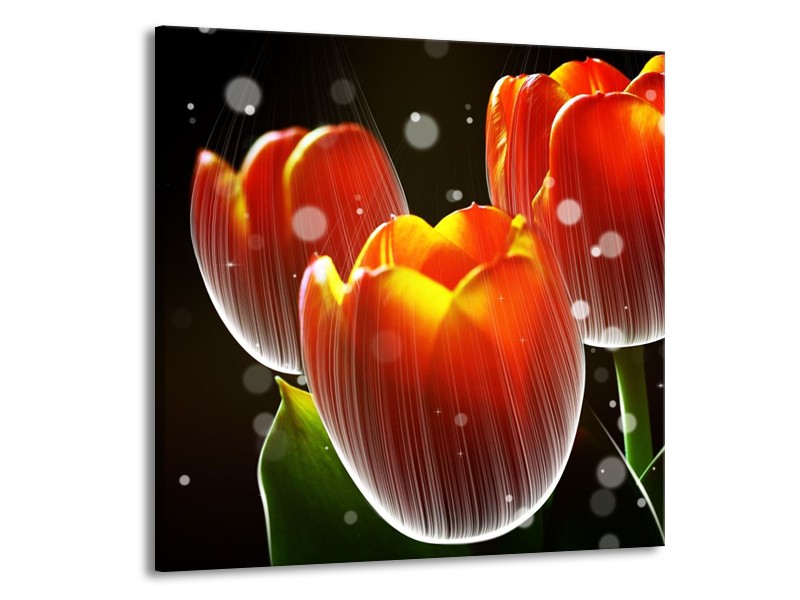 Glas schilderij Tulp | Rood, Geel, Zwart | 50x50cm 1Luik