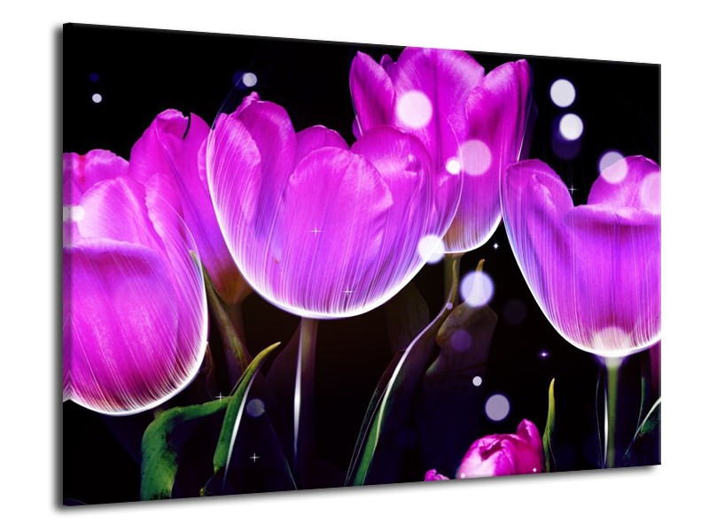Canvas schilderij Tulp | Paars, Zwart | 70x50cm 1Luik