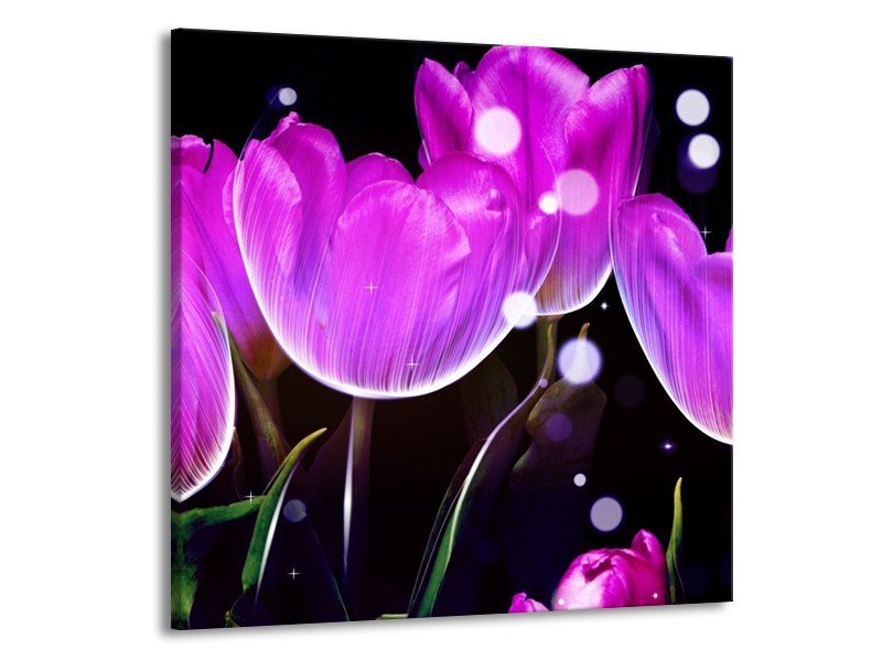 Canvas schilderij Tulp | Paars, Zwart | 70x70cm 1Luik