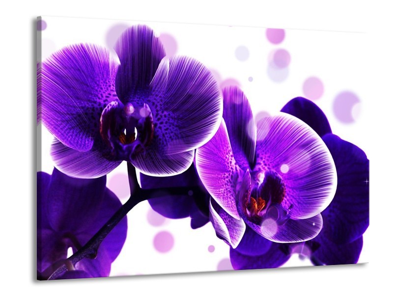 Canvas schilderij Orchidee | Blauw, Wit | 100x70cm 1Luik