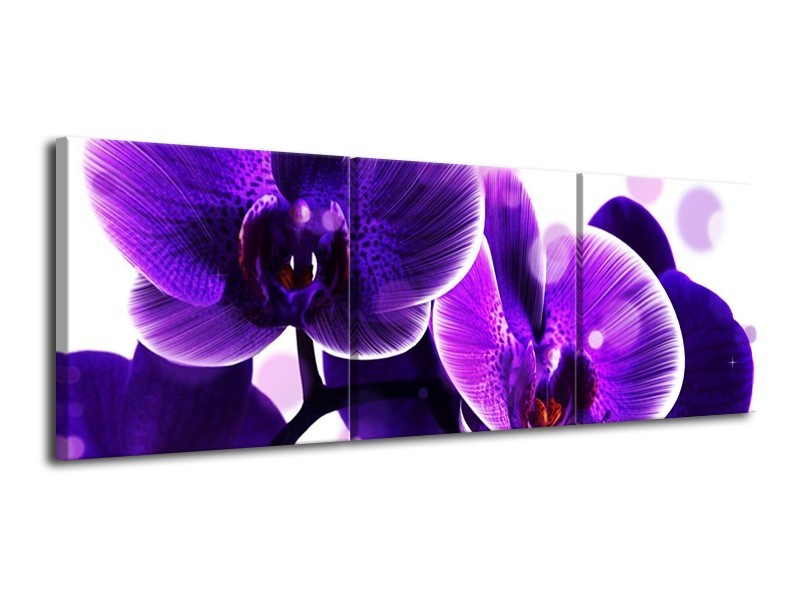 Canvas schilderij Orchidee | Blauw, Wit | 120x40cm 3Luik