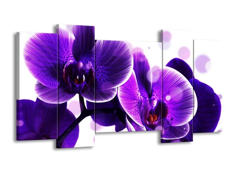 Canvas schilderij Orchidee | Blauw, Wit | 120x65 5Luik