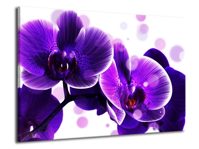 Canvas schilderij Orchidee | Blauw, Wit | 70x50cm 1Luik