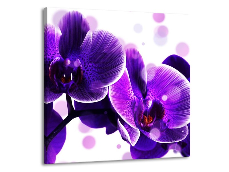 Canvas schilderij Orchidee | Blauw, Wit | 70x70cm 1Luik