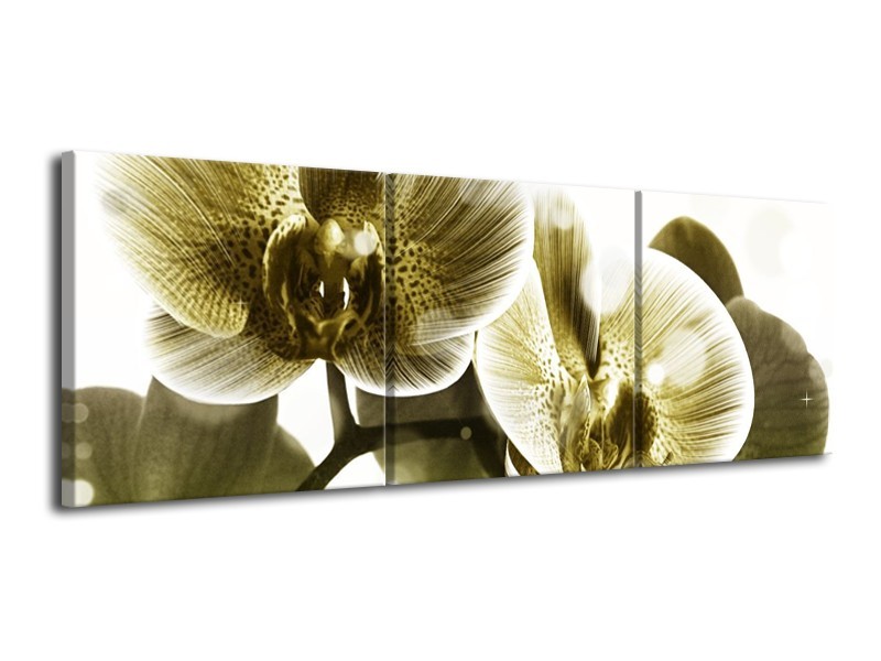 Canvas schilderij Orchidee | Grijs, Wit | 120x40cm 3Luik