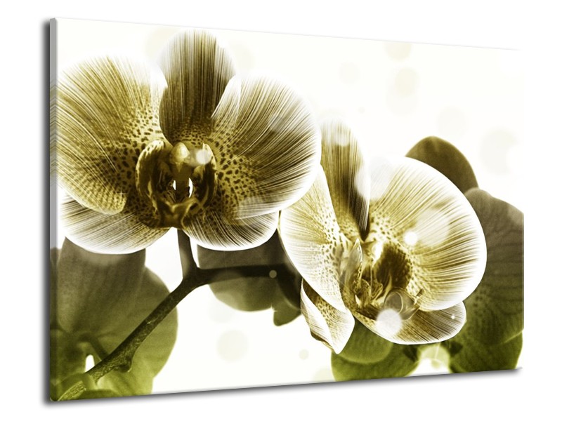 Canvas schilderij Orchidee | Grijs, Wit | 70x50cm 1Luik