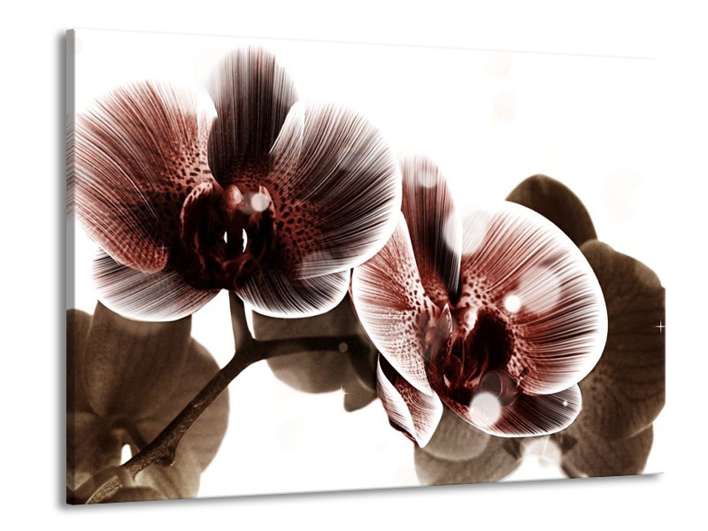 Canvas schilderij Orchidee | Bruin, Wit | 100x70cm 1Luik