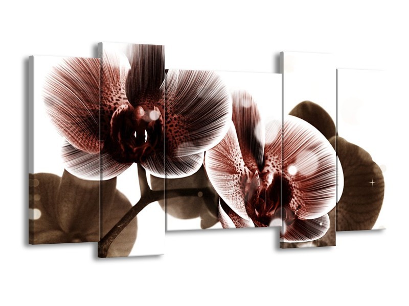 Canvas schilderij Orchidee | Bruin, Wit | 120x65 5Luik