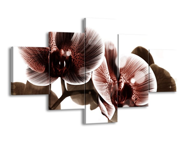 Canvas schilderij Orchidee | Bruin, Wit | 125x70cm 5Luik