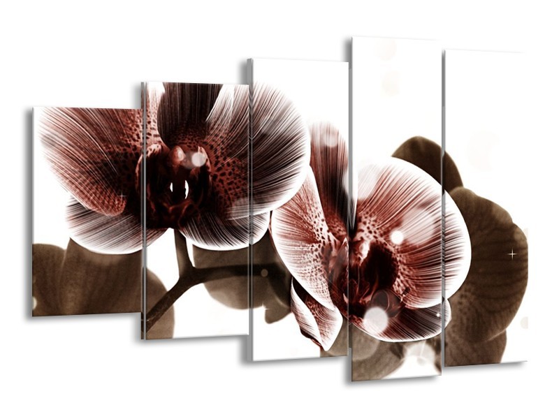 Canvas schilderij Orchidee | Bruin, Wit | 150x100cm 5Luik