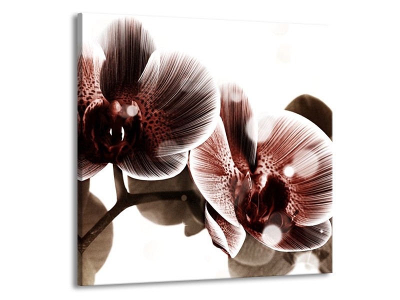 Canvas schilderij Orchidee | Bruin, Wit | 50x50cm 1Luik
