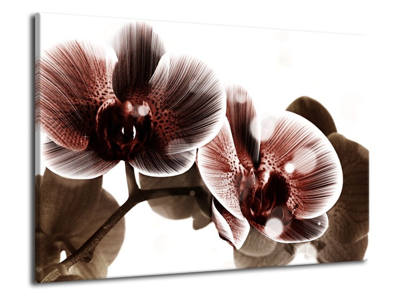 Canvas schilderij Orchidee | Bruin, Wit | 70x50cm 1Luik