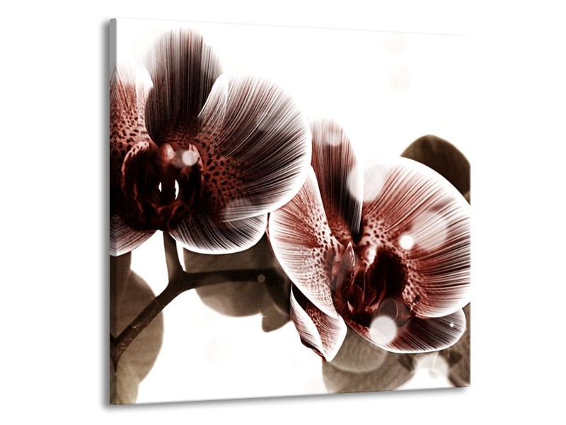 Canvas schilderij Orchidee | Bruin, Wit | 70x70cm 1Luik