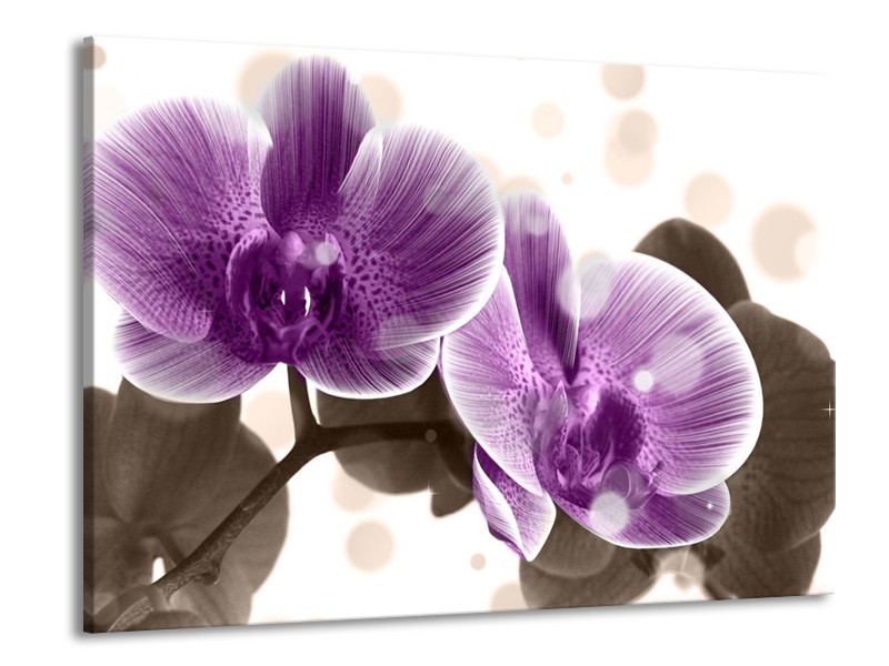 Canvas schilderij Orchidee | Paars, Wit | 100x70cm 1Luik