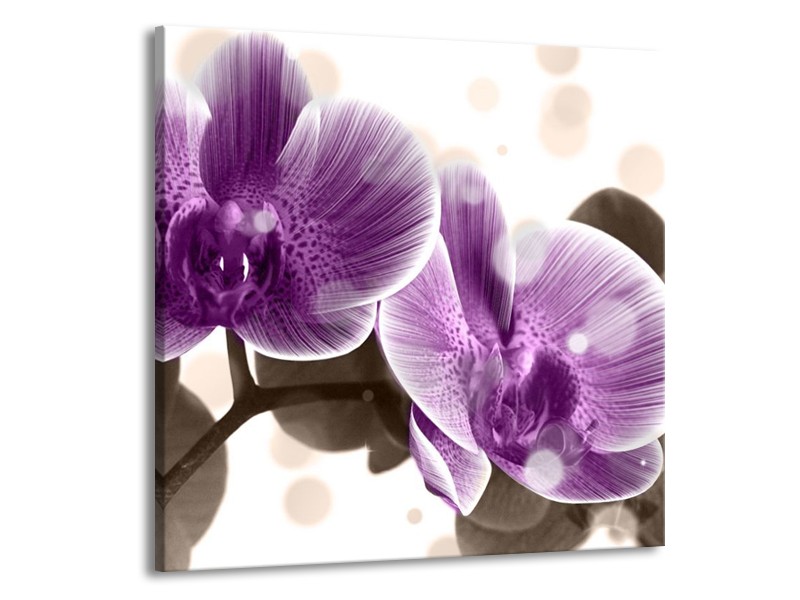 Canvas schilderij Orchidee | Paars, Wit | 50x50cm 1Luik