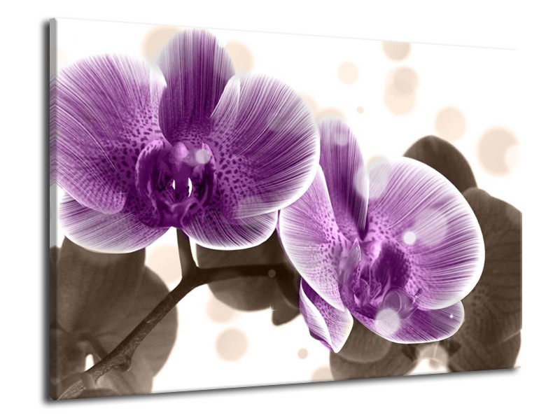 Canvas schilderij Orchidee | Paars, Wit | 70x50cm 1Luik
