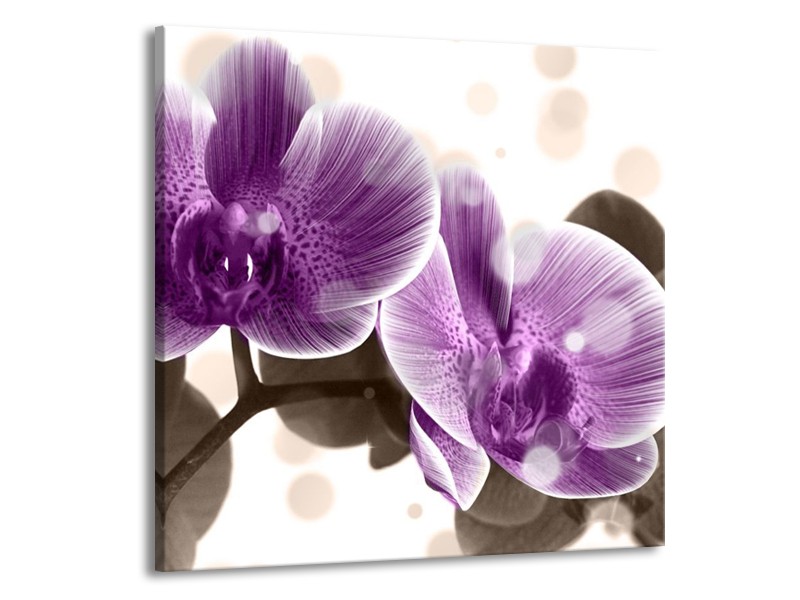 Canvas schilderij Orchidee | Paars, Wit | 70x70cm 1Luik