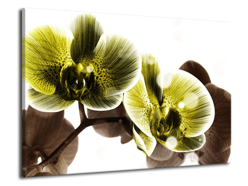 Canvas schilderij Orchidee | Geel, Grijs | 70x50cm 1Luik